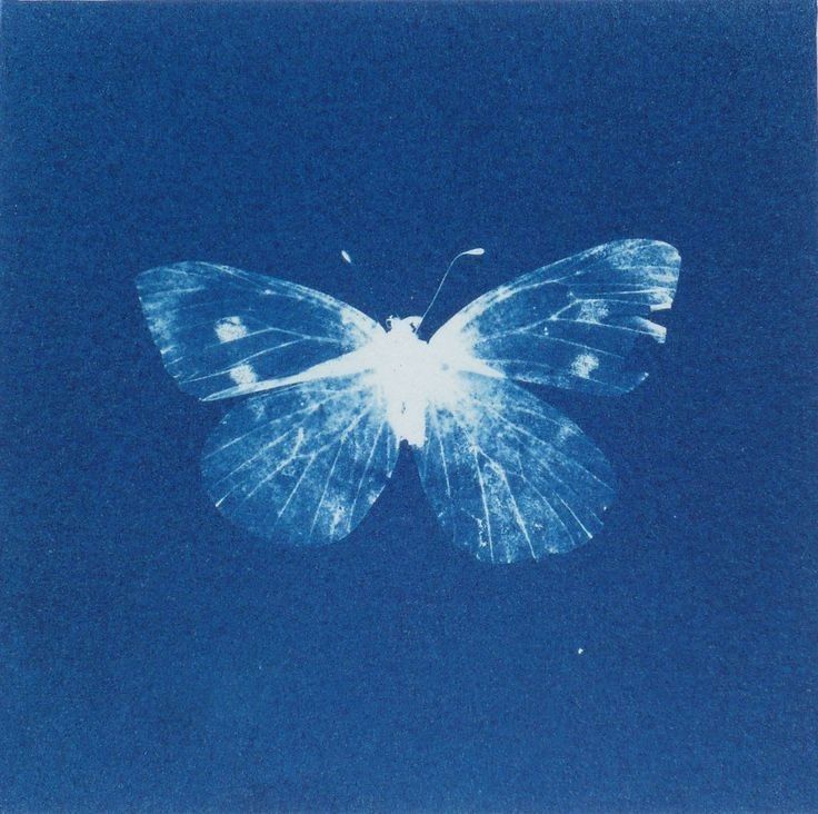 Mariposa blanca sobre fondo azul profundo