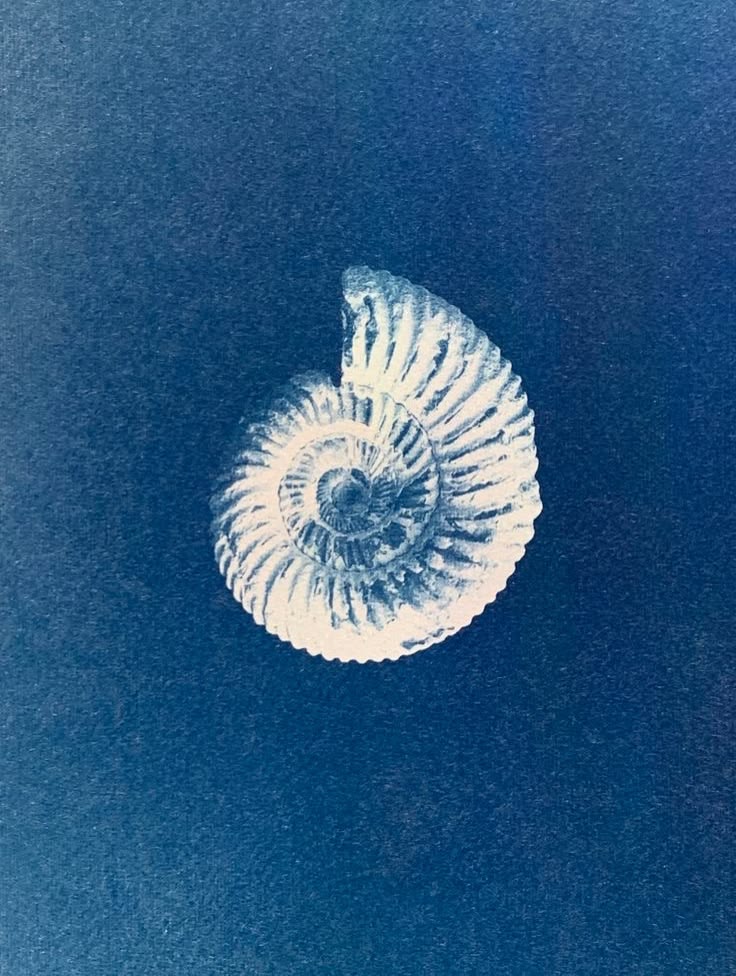 Espiral de un amonite sobre azul